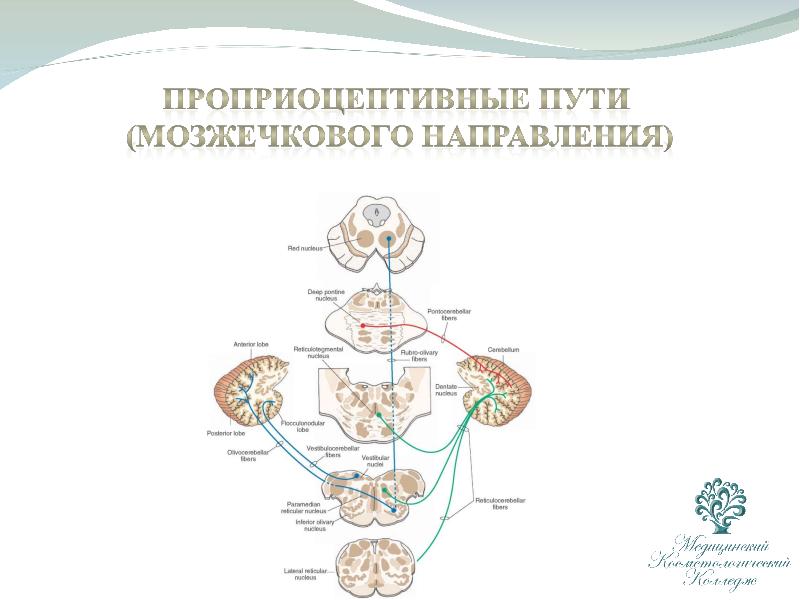 Пути флексига и говерса схема