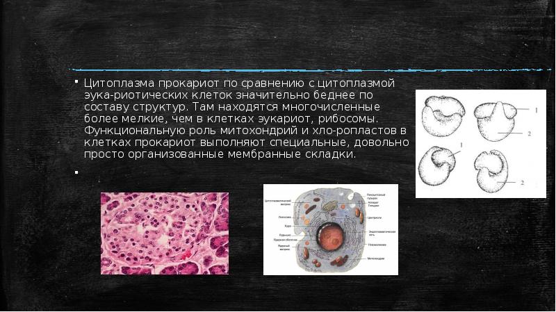 Эукариоты и прокариоты презентация