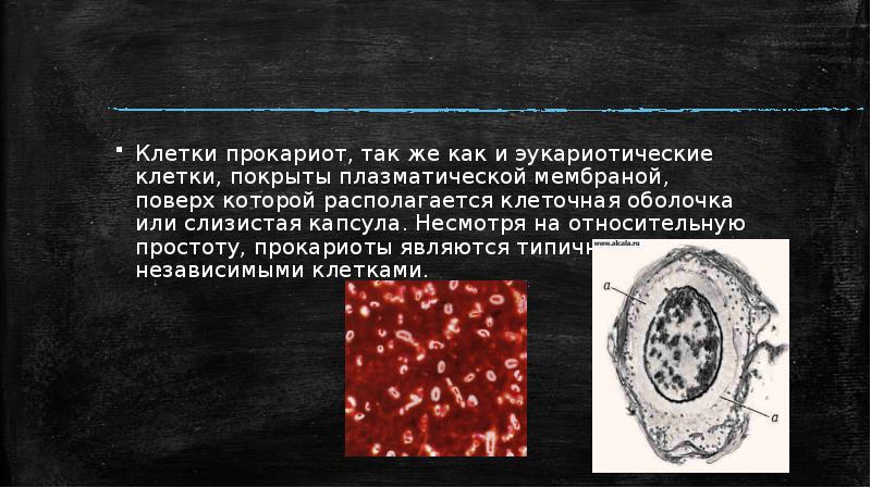 строение ядрышка растительной клетки. клетки покрыты. клетка покрыта мембраной. покрывает клетку снаружи. строение органоидов растительной клетки.