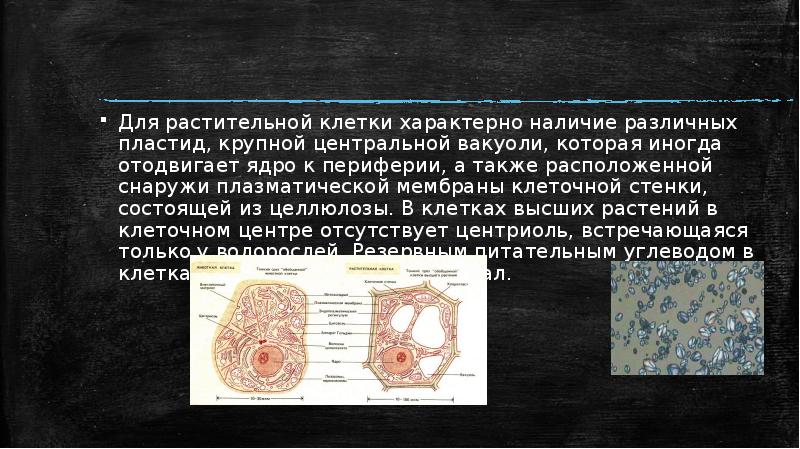 Эукариоты и прокариоты презентация