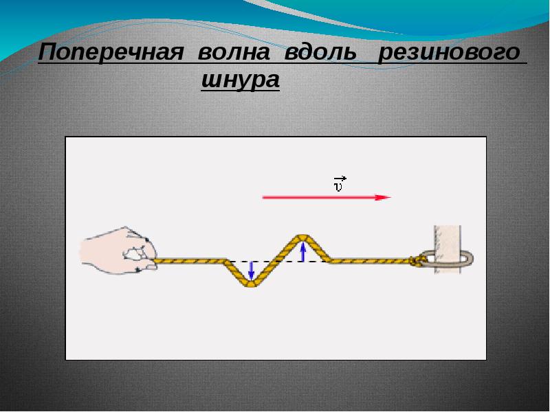 На рисунке показан моментальный снимок участка резинового шнура по которому бежит поперечная волна