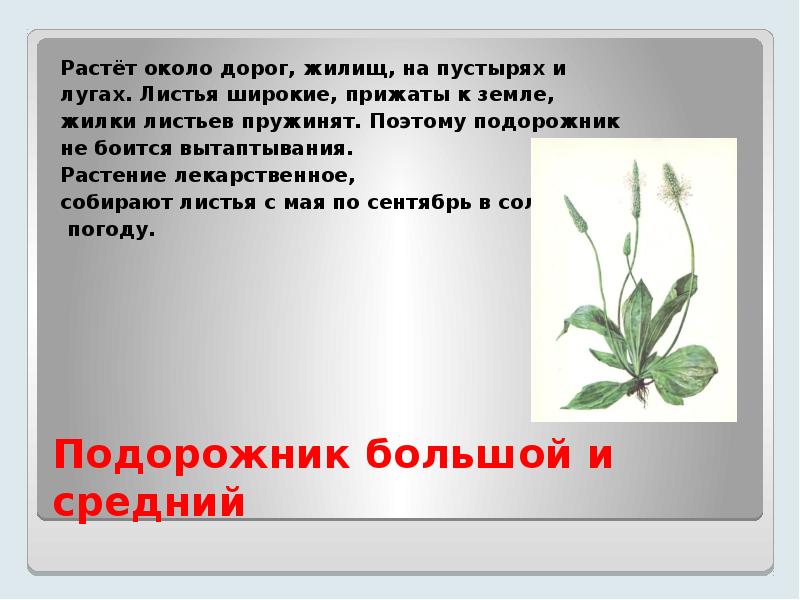 Росло около. Лекарственные растения Зауралья. Растения не боящиеся вытаптывания. Подорожник практическое задание. Почему подорожник не боится вытаптывания.