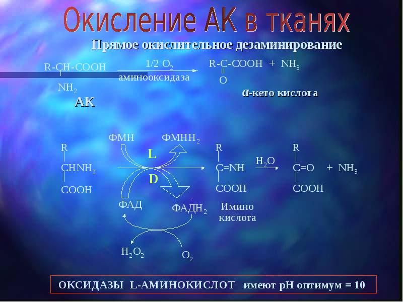 Кето аминокислоты. Окисление аминокислот. Окислительное дезаминирование аминокислот оксидазой. Прямое окисление аминокислот. Реакция окисления аминокислот.