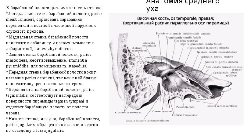 Стенки барабанной полости. Барабанная полость среднего уха анатомия стенки. Покрышечная стенка барабанной полости. Барабанная полость среднего уха анатомия. Лабиринтная стенка барабанной полости.