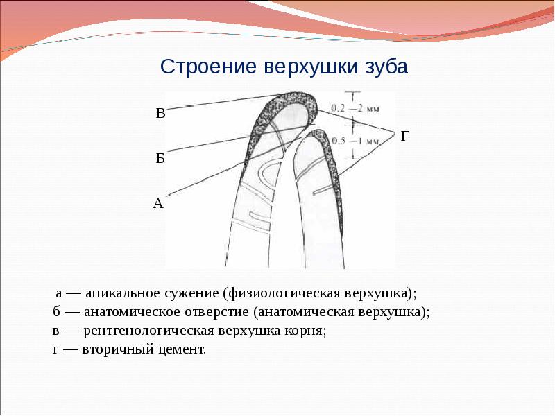 Анатомия полости зуба. - StudFiles