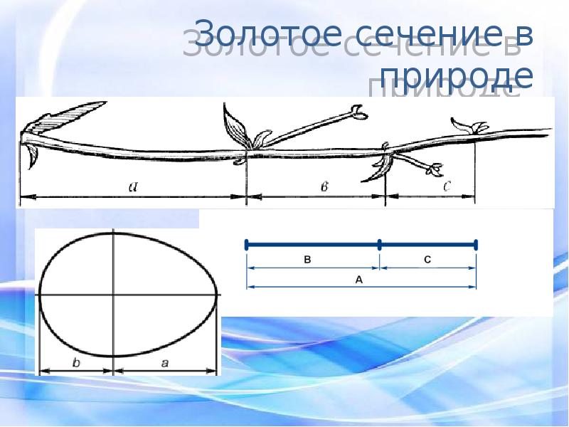 Актуальность проекта золотое сечение