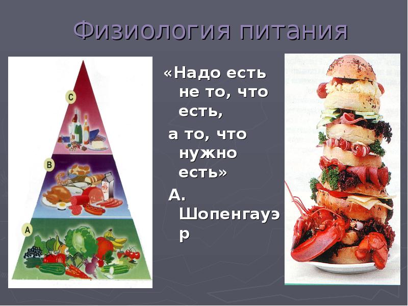 7 физиология питания