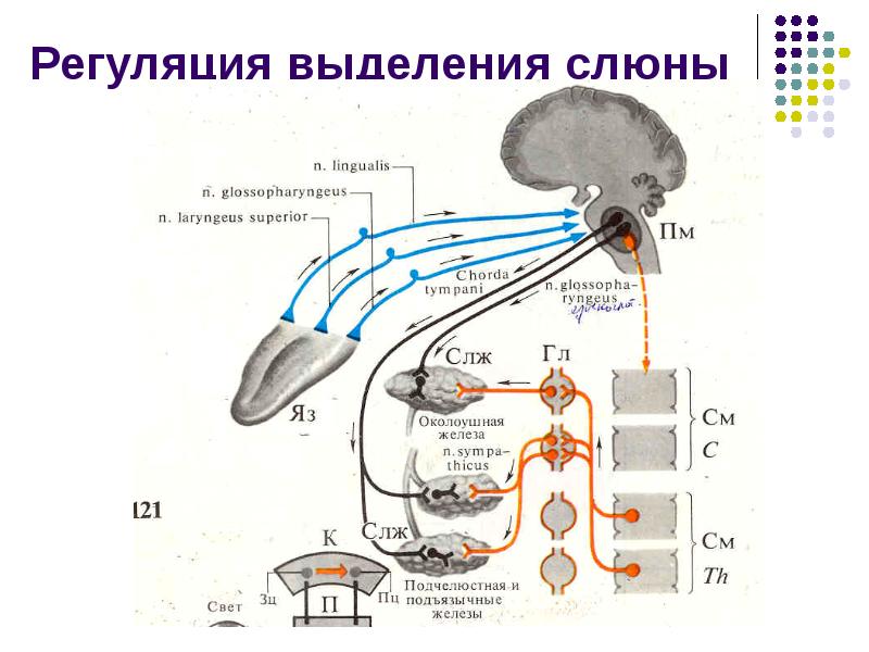 Схема рефлекторной дуги желудочной секреции