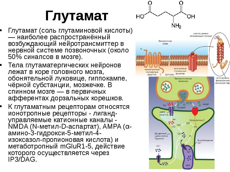 Глутамат. Глутаматные NMDA Рецептор. Роль глутамата в ЦНС. Строение глутамата. Глутамат в ГАМК.