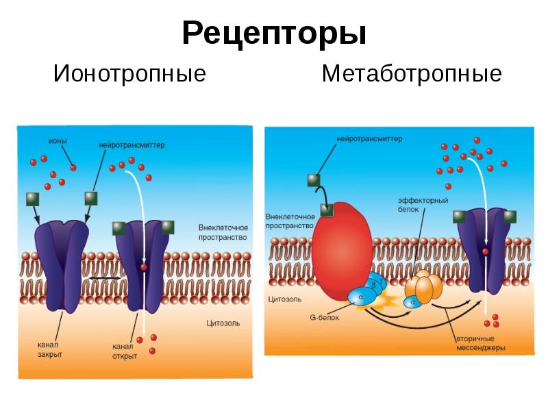 Очищение рецепторов. Ионотропные рецепторы и метаботропные рецепторы. Ионотропные рецепторы строение. Метаботропные рецепторы строение. Ионотропные рецепторы физиология.