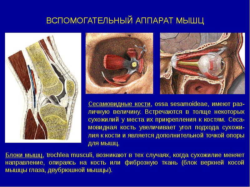 Вспомогательные мышцы