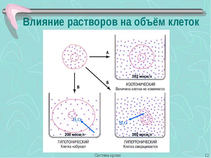 Количество клеток 2. Изотонический раствор объем клеток. Величины клетки. Набухание клетки рисунок.