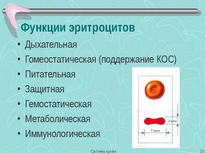 Лекция кровь презентация