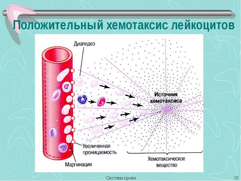 Изучение хемотаксиса. Механизм хемотаксиса лейкоцитов. Хемотаксис функции. Охарактеризуйте стадии хемотаксиса лейкоцитов.. Положительный хемотаксис.