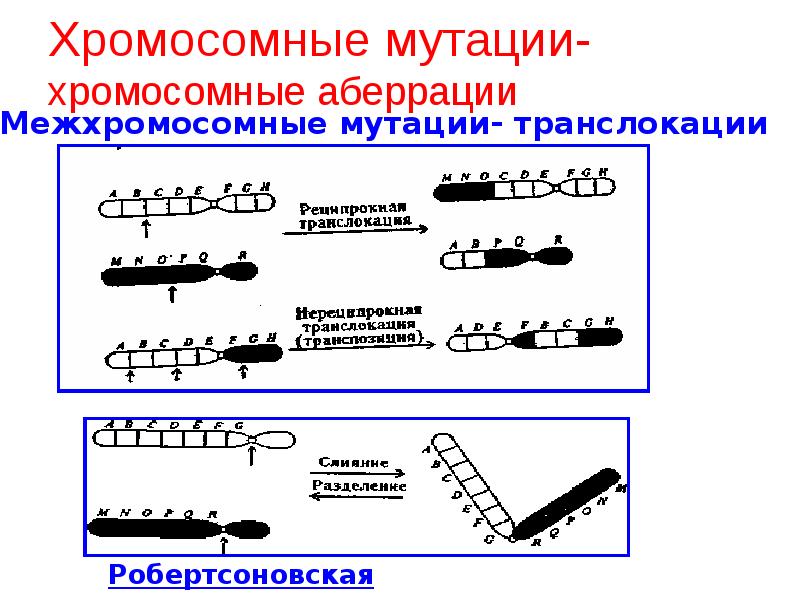 Хромосомные мутации фото