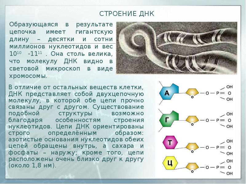 Какой длины днк. Длина ДНК. Длина Цепочки ДНК. Общая длина ДНК человека.