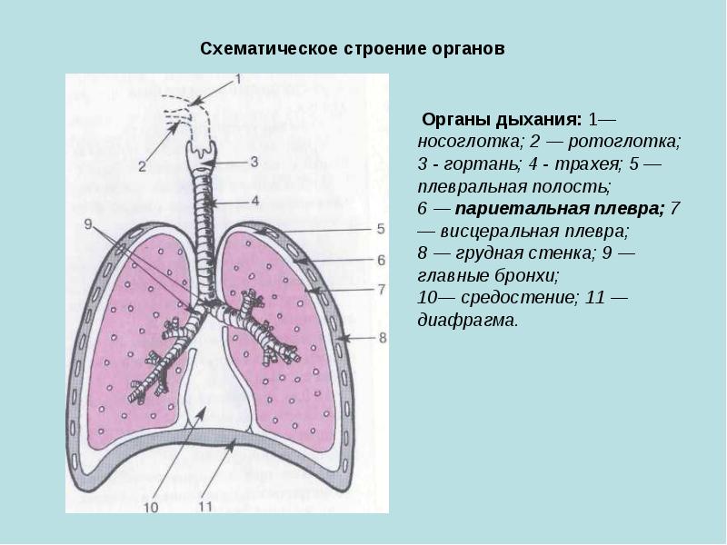 Пропедевтика органов дыхания презентация