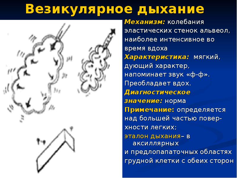 Везикулярное дыхание схема