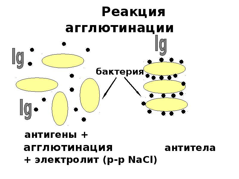 Реакция агглютинации