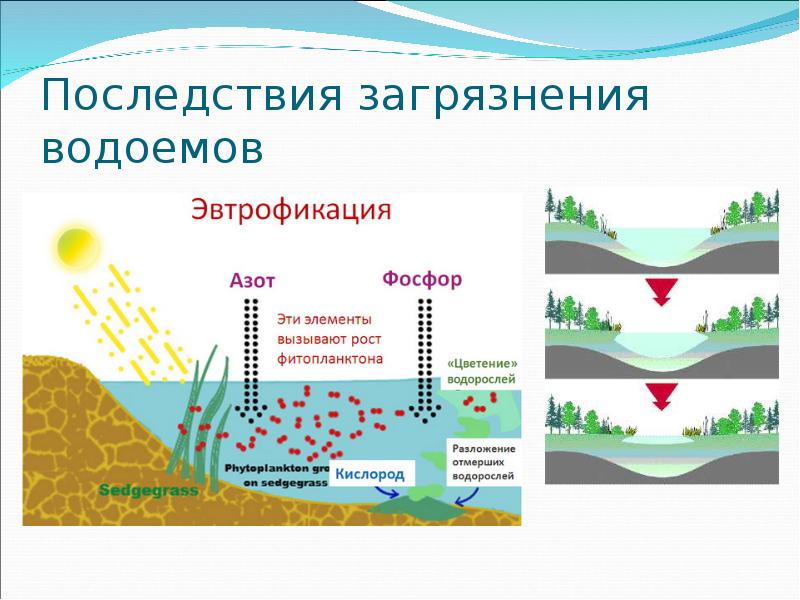 По представленному рисунку установите последовательность зарастания водоема