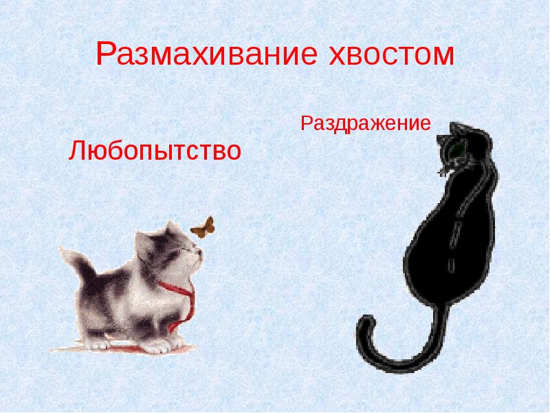 Кошка презентация для дошкольников