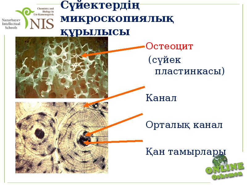 Тірі ағзаларды микроскопиялық зерттеу 5 сынып презентация