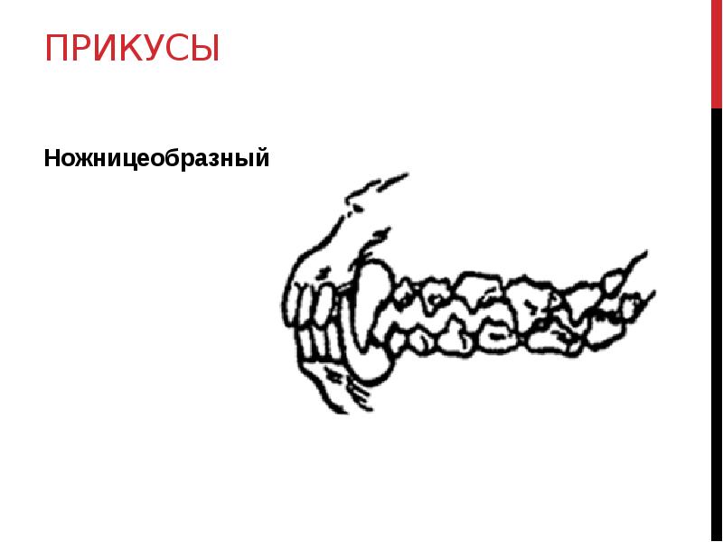 Правильный прикус у собаки рисунок