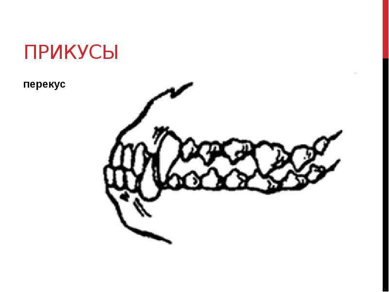 правильный прикус у бультерьера. ножницеобразный прикус у собак. прикус ножницеобразный схема. ножницеобразный прикус. стаффордширский терьер прикус.
