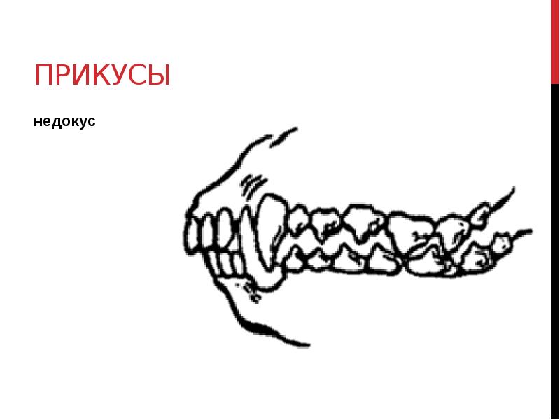 Правильный прикус у собаки рисунок