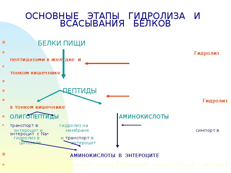 Белки всасываются в тонком кишечнике