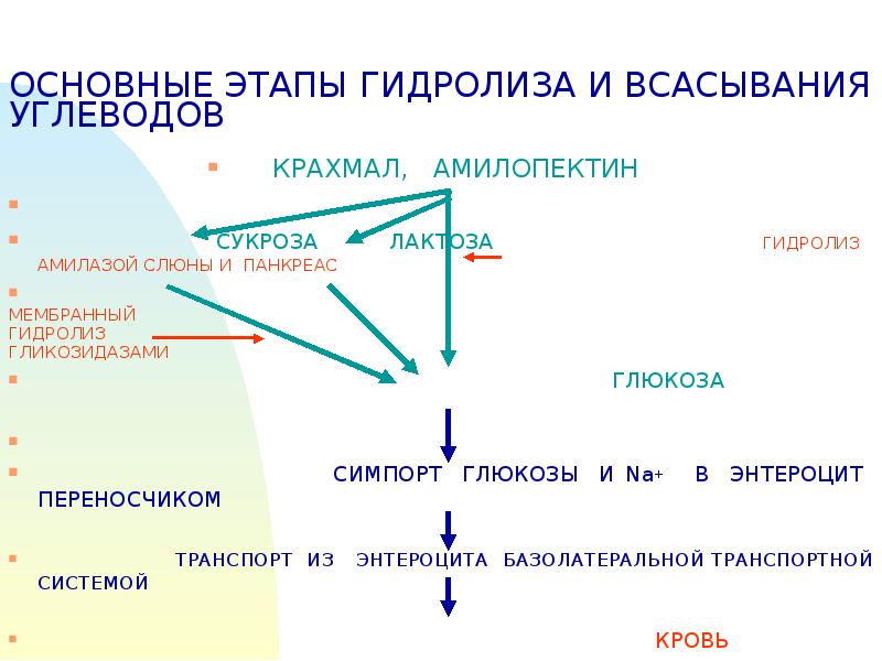 Всасывание углеводов презентация