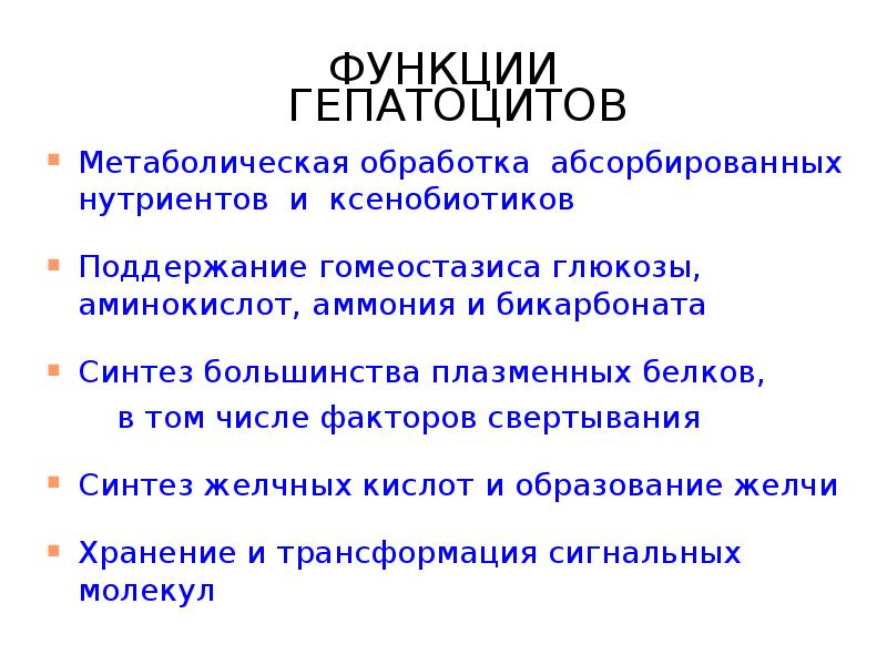 Гепатоциты строение и функции. Гепатоциты выполняют следующие функции. Структурно-функциональная единица печени печеночная долька. Функции гепатоцитов печени. Строение гепатоцита органеллы.