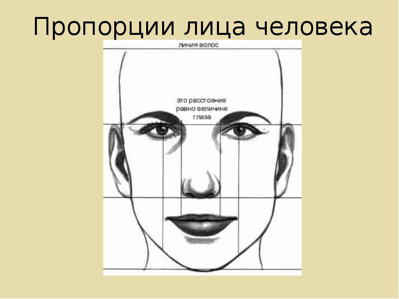 Эстетические пропорции лица презентация