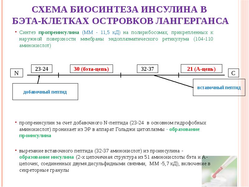 Схема биосинтеза инсулина