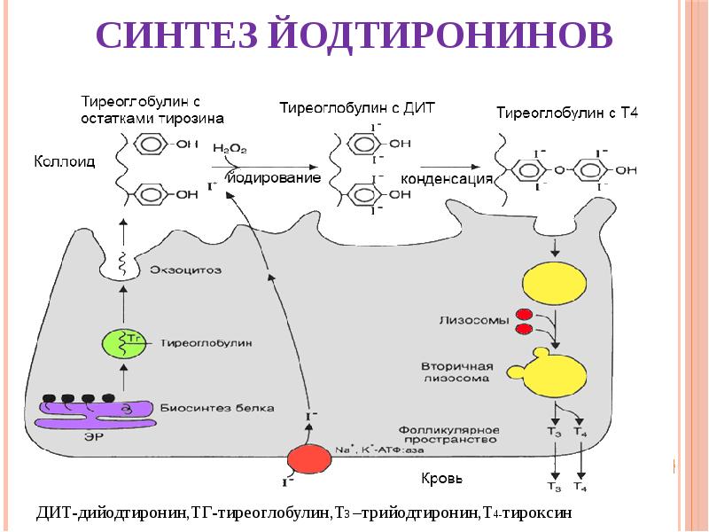 Схема синтеза тиреоидных гормонов