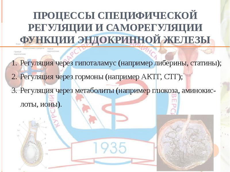 Процессы специфической регуляции и саморегуляции функции эндокринной железы Процессы специфической регуляции и саморегуляции функции эндокринной железы