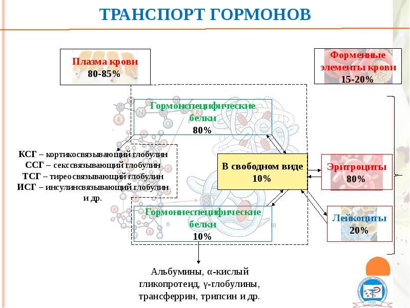 Транспорт гормонов Транспорт гормонов