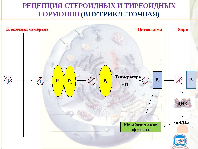 Рецепция стероидных и тиреоидных гормонов (внутриклеточная) Рецепция стероидных и тиреоидных гормонов (внутриклеточная)
