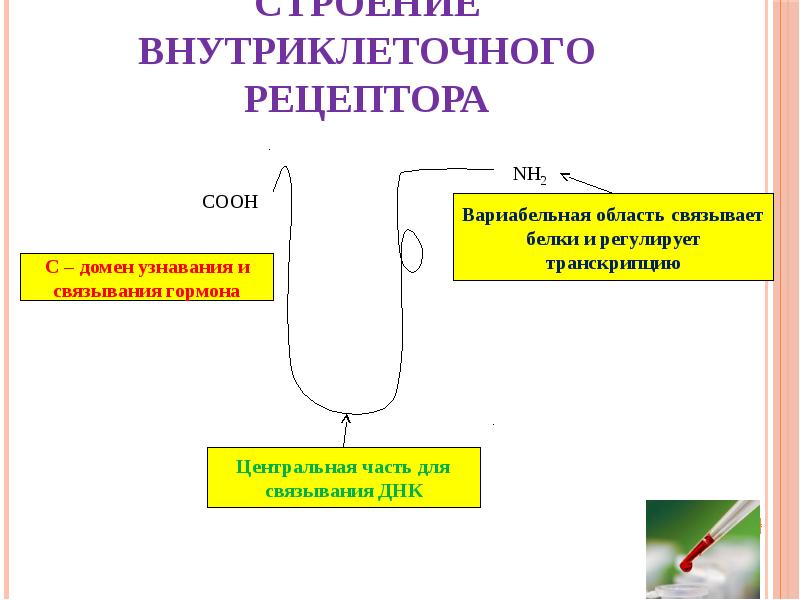 Строение внутриклеточного рецептора Строение внутриклеточного рецептора