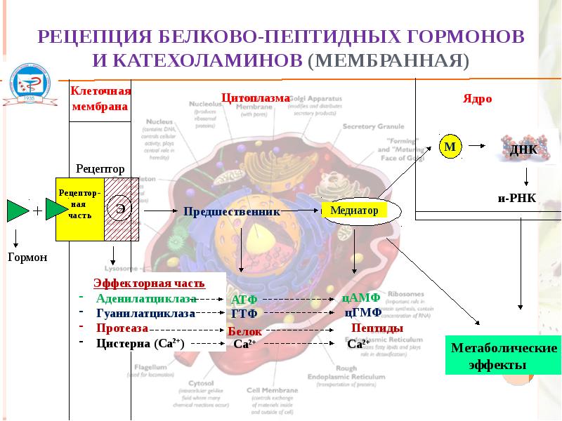 Регуляция белков. Мембранная рецепция гормонов схема. Мембранный Тип действия гормонов биохимия. Схема рецепции белково-пептидных гормонов. Гормоны с внутриклеточным типом рецепции.