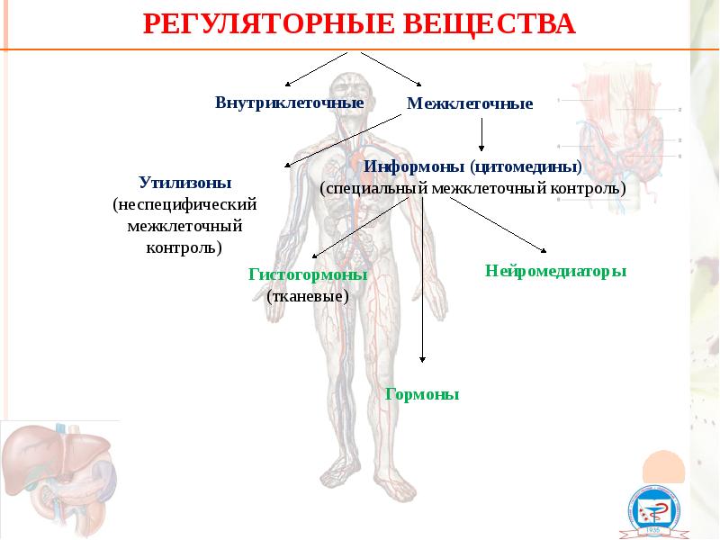 Регуляторные вещества Регуляторные вещества