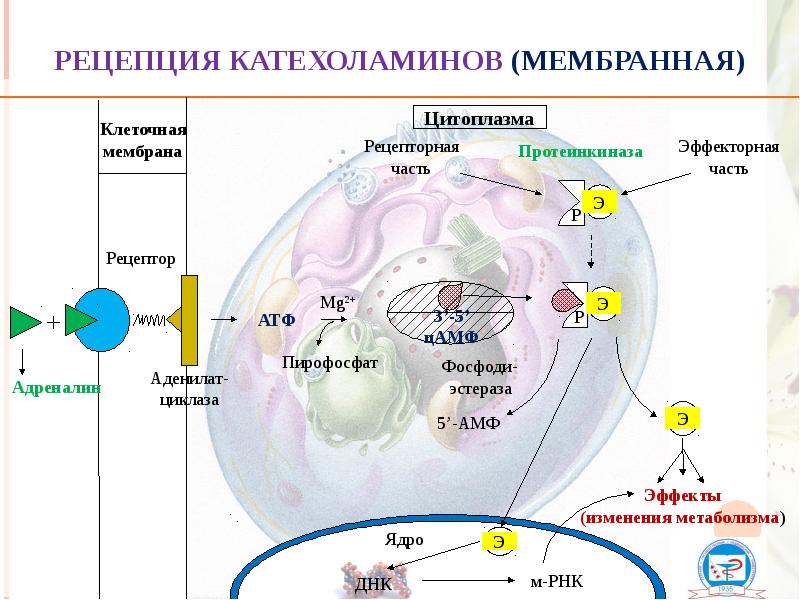 Регуляция белков