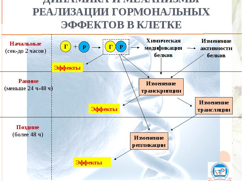 Динамика и механизмы реализации гормональных эффектов в клетке Динамика и механизмы реализации гормональных эффектов в клетке