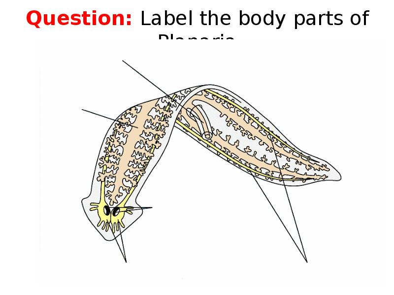 Строение планарии рисунок