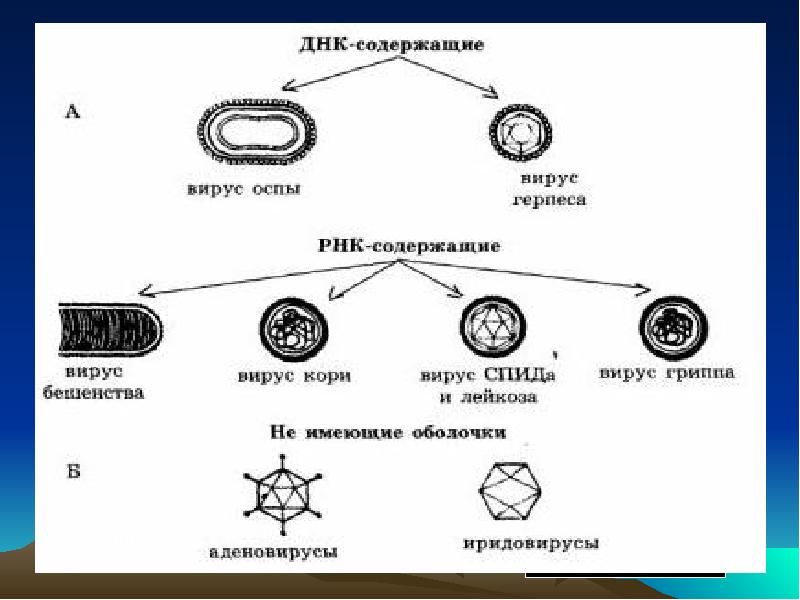 Днк 17. РНК содержащие вирусы схема. ДНК содержащие вирусы строение. РНК содержащие вирусы строение. Вирусы ДНК И РНК содержащие схема.