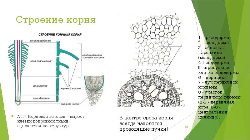 Эпиблема корня