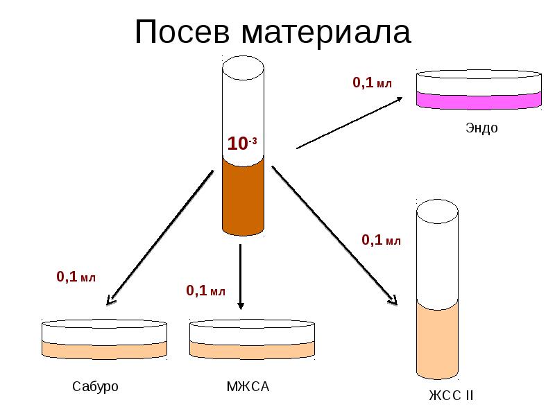 Схема посева дисбактериоза