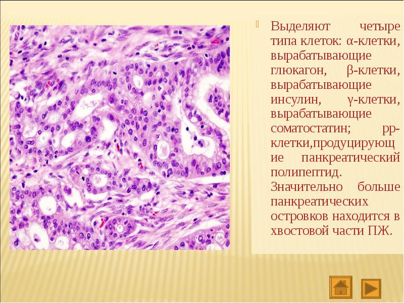 Реферат: Антациды и их место в лечении панкреатита