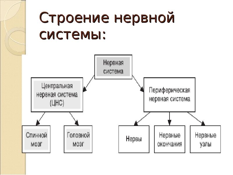 Строение нервной