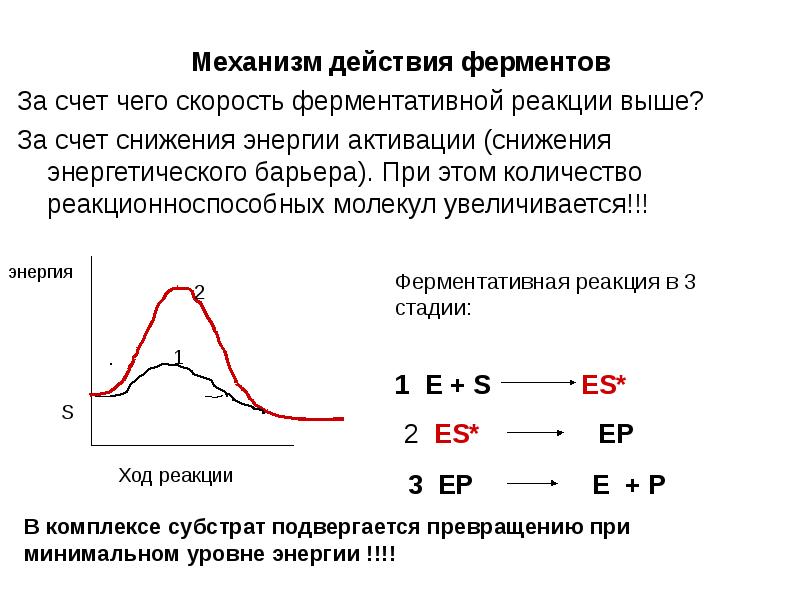 Изменения энергетической диаграммы реакции при участии ферментов